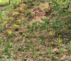 Alyssum montanum gmelinii