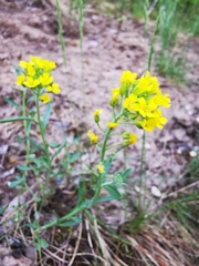 Alyssum montanum gmelinii