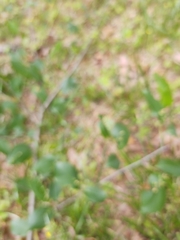 Eriophyes cerasicrumena