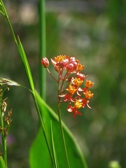 Asclepias lanceolata image