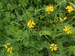 Securigera securidaca