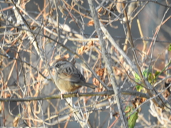 Aimophila notosticta