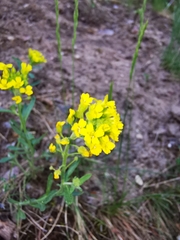 Alyssum montanum gmelinii