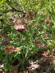 Trifolium reflexum