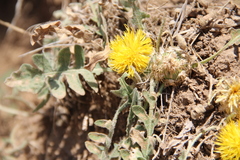 Centaurea rhizantha
