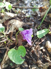 Viola uliginosa
