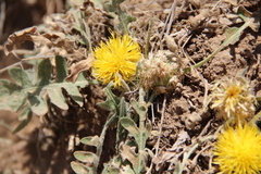 Centaurea rhizantha