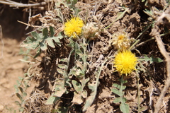 Centaurea rhizantha
