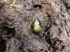 Carabus nitens