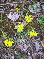 Alyssum montanum gmelinii