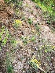 Alyssum montanum gmelinii