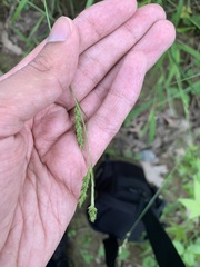 Carex oxylepis oxylepis