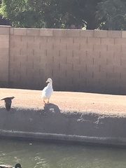 Anas platyrhynchos domesticus