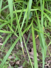 Carex oxylepis oxylepis