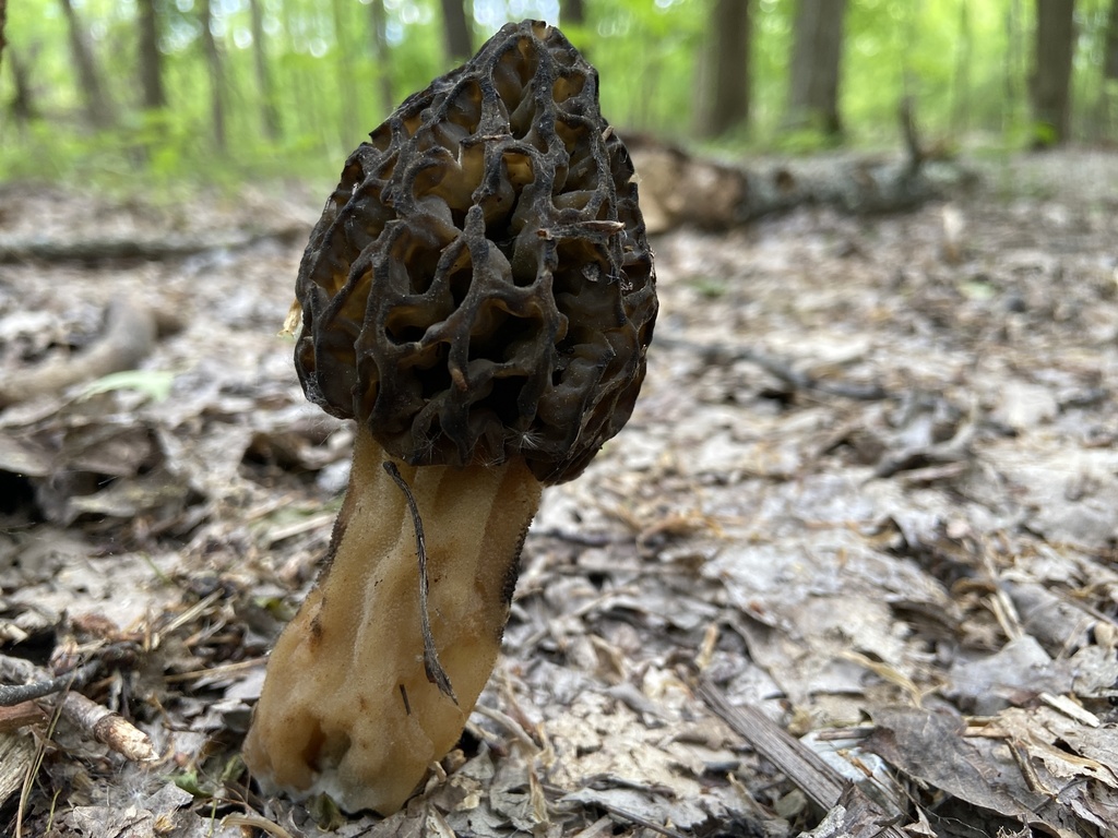 true morels from Chagrin Falls, OH, US on May 16, 2021 at 0233 PM by