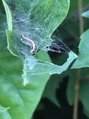 Epipaschia superatalis