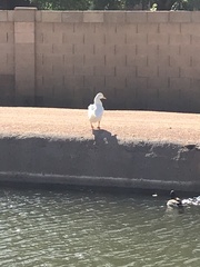 Anas platyrhynchos domesticus