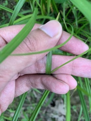 Carex oxylepis oxylepis