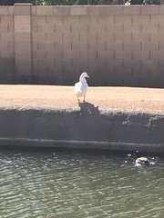 Anas platyrhynchos domesticus