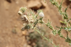Cirsium echinus