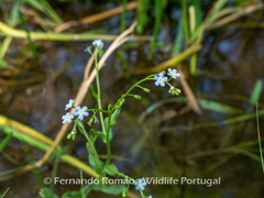 Myosotis secunda