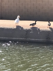 Anas platyrhynchos domesticus