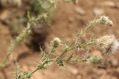 Cirsium echinus