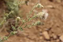 Cirsium echinus