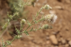 Cirsium echinus