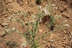 Cirsium echinus