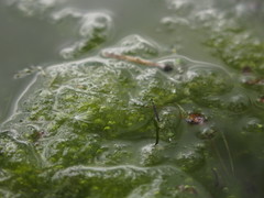 Hydrometra stagnorum