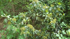 Viburnum tinus