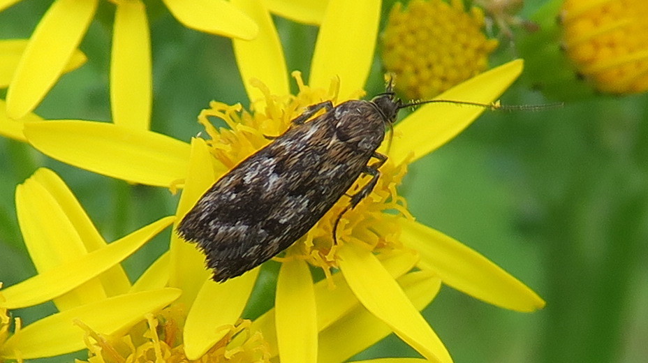 Gregarious Tineid