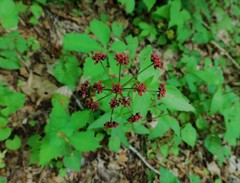 Thaspium trifoliatum trifoliatum