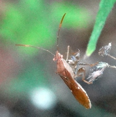 Burtinus notatipennis