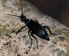 Epicauta segmenta