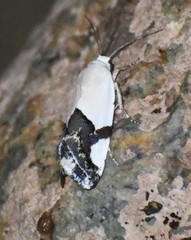 Ponometia cuta