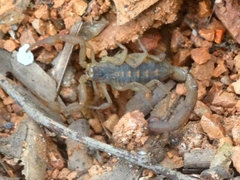 Centruroides baldazoi