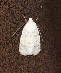 Leucocnemis perfundis