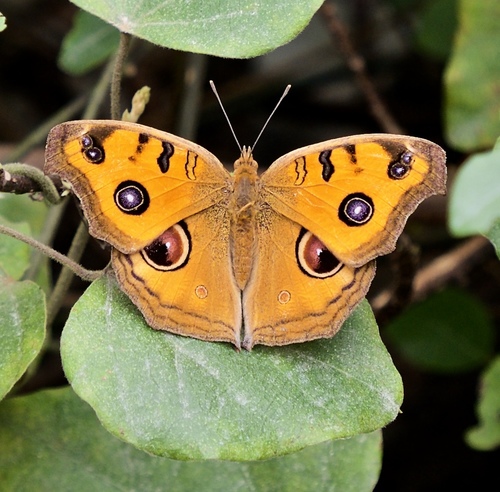 Photo of Peacock Pansy (Junonia almana)
