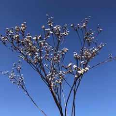 Parthenium integrifolium