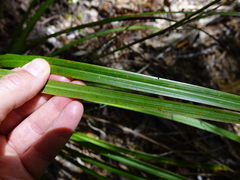 Cordyline pumilio