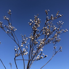 Parthenium integrifolium