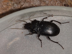 Abax parallelepipedus