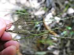 Cordyline pumilio