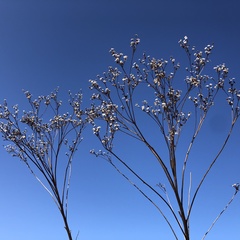 Parthenium integrifolium