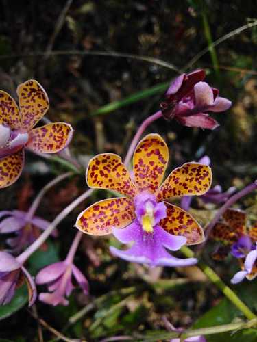 Pseudoschumannianum Orchid