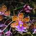 Epidendrum pseudoschumannianum - Photo (c) rick_tomlinson,  זכויות יוצרים חלקיות (CC BY-NC), הועלה על ידי rick_tomlinson
