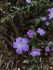 Linanthus californicus