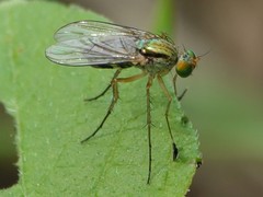 Dolichopus pulchrimanus